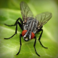 /album/syskonen-snell/photolia-a01-jpg/
